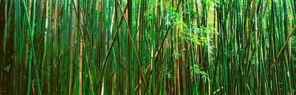 Bamboo - Ric Steininger Gallery Online