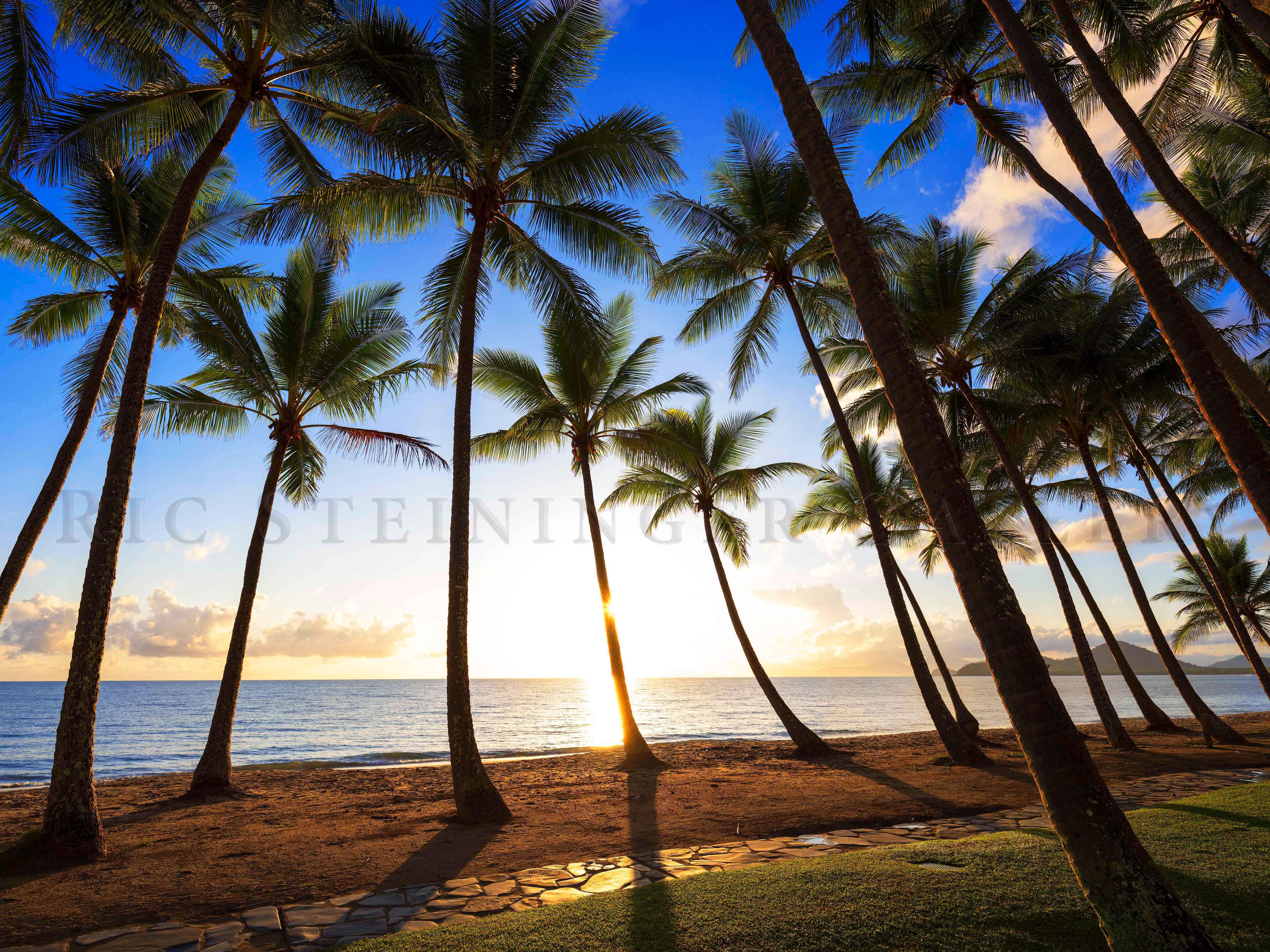 Landscape Ric Palm Cove Palms (Landscape) – Ric Steininger Gallery Online