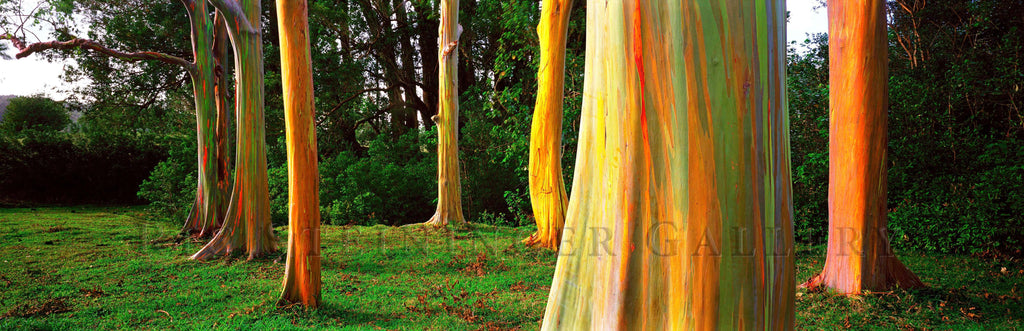 Rainbow Gums - Ric Steininger Gallery Online